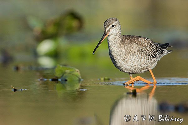 Brodziec śniady, Tringa erythropus
