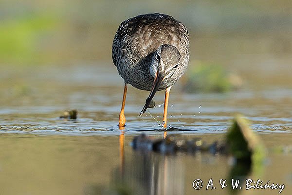 Brodziec śniady, Tringa erythropus