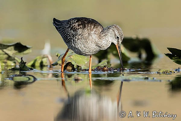 Brodziec śniady, Tringa erythropus