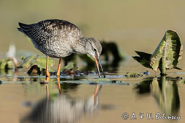 Brodziec śniady, Tringa erythropus