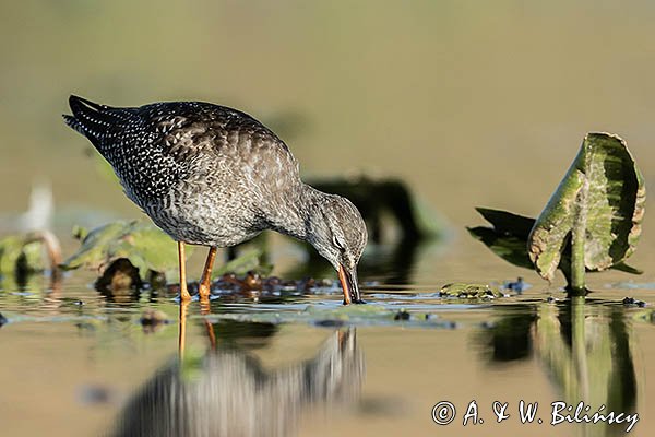 Brodziec śniady, Tringa erythropus