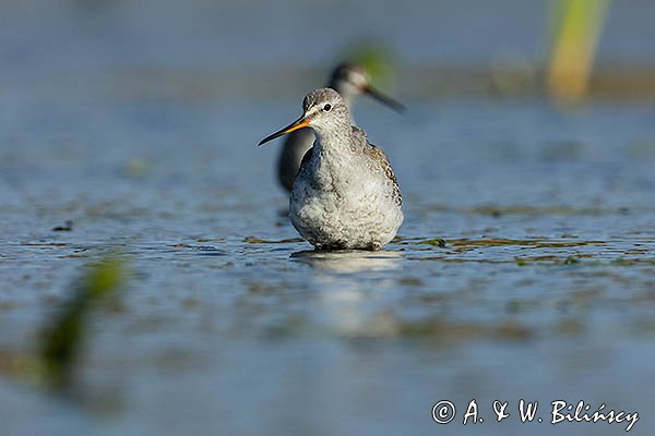 Brodziec śniady, Tringa erythropus