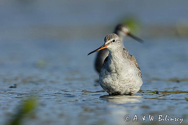 Brodziec śniady, Tringa erythropus