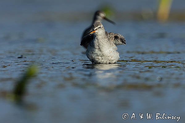 Brodziec śniady, Tringa erythropus