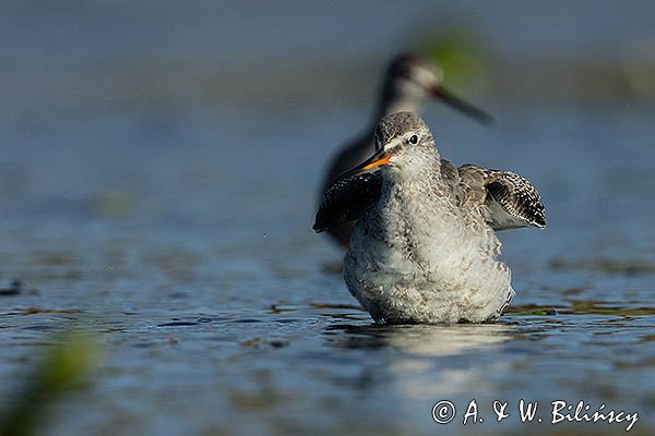 Brodziec śniady, Tringa erythropus