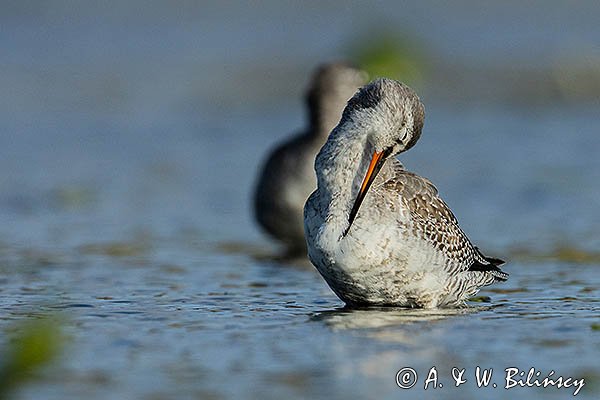 Brodziec śniady, Tringa erythropus