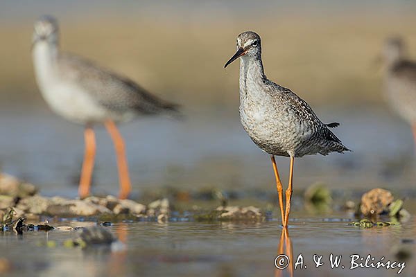 Brodziec śniady, Tringa erythropus