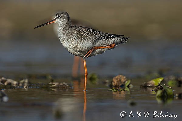 Brodziec śniady, Tringa erythropus