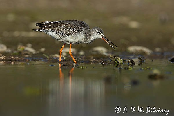 Brodziec śniady, Tringa erythropus