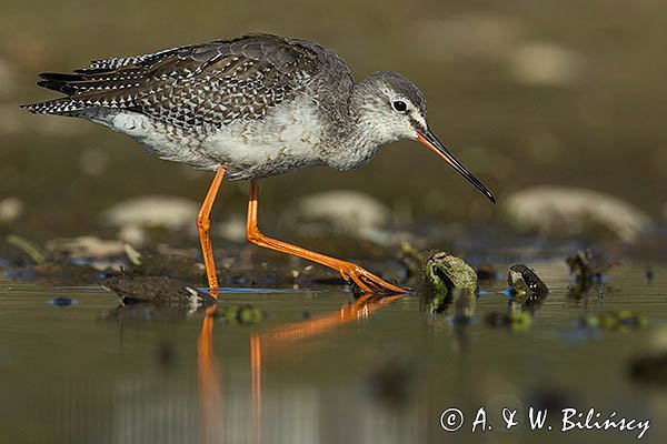 Brodziec śniady, Tringa erythropus