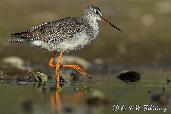 Brodziec śniady, Tringa erythropus