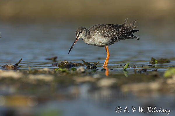 Brodziec śniady, Tringa erythropus