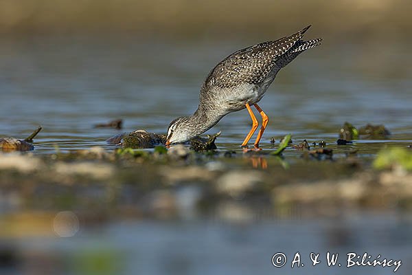 Brodziec śniady, Tringa erythropus