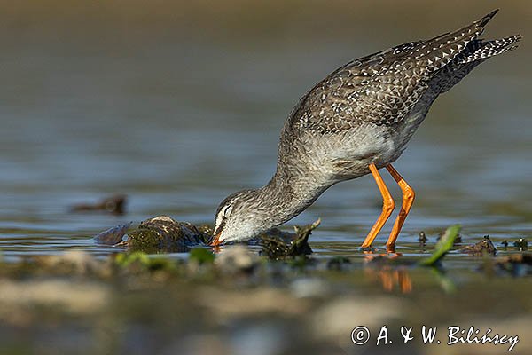 Brodziec śniady, Tringa erythropus