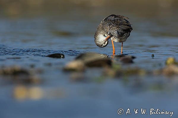 Brodziec śniady, Tringa erythropus