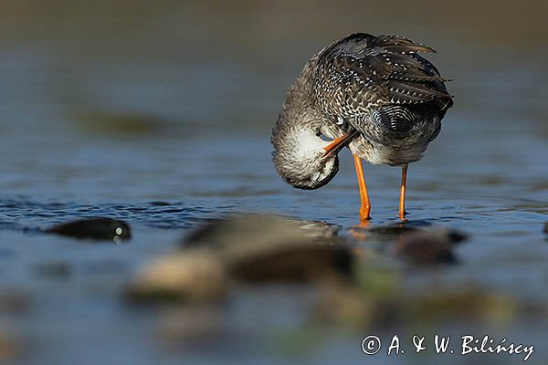 Brodziec śniady, Tringa erythropus
