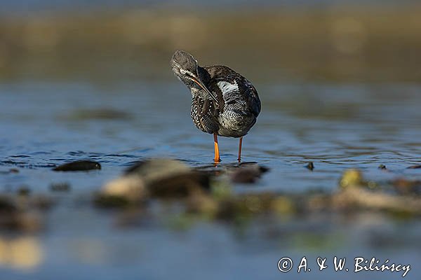 Brodziec śniady, Tringa erythropus