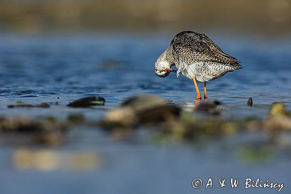 Brodziec śniady, Tringa erythropus