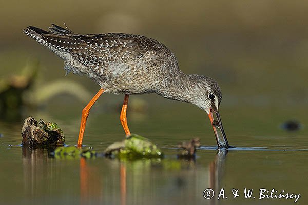Brodziec śniady, Tringa erythropus