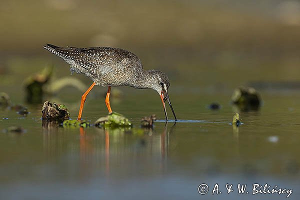 Brodziec śniady, Tringa erythropus