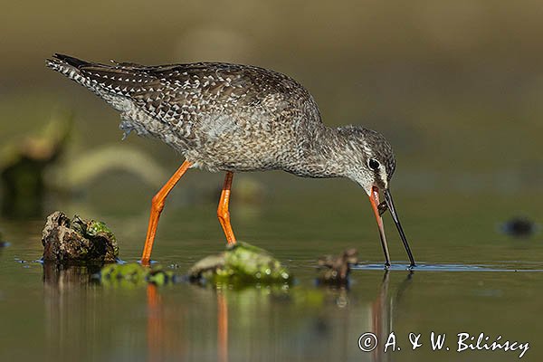 Brodziec śniady, Tringa erythropus