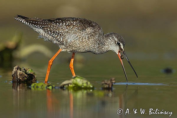 Brodziec śniady, Tringa erythropus