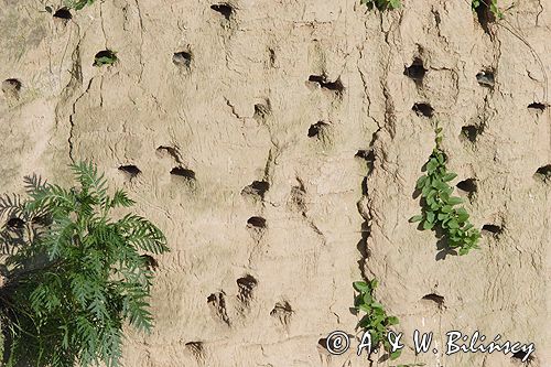 kolonia jaskółek brzegówek Jaskółka brzegówka brzegówka) Riparia riparia L., 1758)