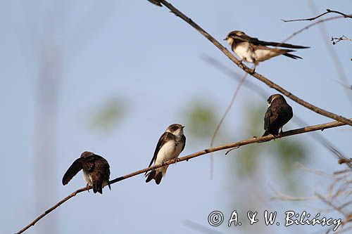 Jaskółka brzegówka, brzegówka, Riparia riparia