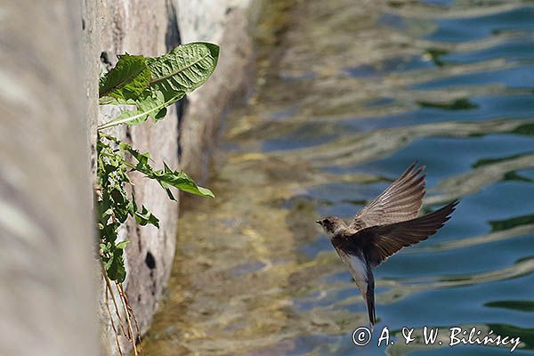 Jaskółka brzegówka, brzegówka, Riparia riparia