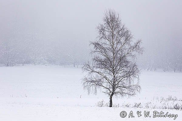 Brzoza pod Tarnicą, Wołosate, Bieszczadzki Park Narodowy