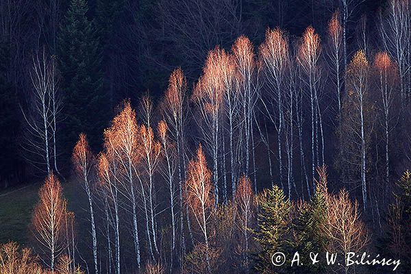 Jesień, brzezina, listopad