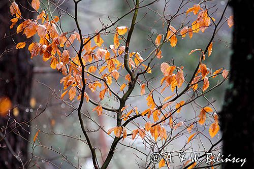 buczyna karpacka po deszczu