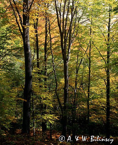 Buczyna, Beskid Niski