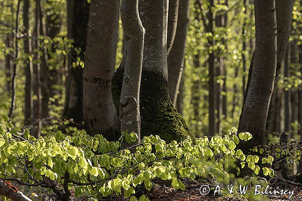 Buczyna na stoku Małej Rawki, Bieszczady