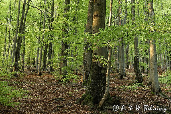 Buczyna na stoku Małej Rawki, Bieszczady