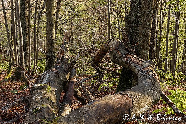 Buczyna na stoku Małej Rawki, Bieszczady