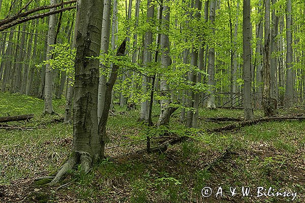 W buczynie, Bieszczady, Bieszczadzki Park Narodowy, Buk pospolity, Fagus sylvatica
