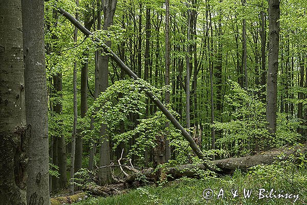 W buczynie, Bieszczady, Bieszczadzki Park Narodowy, Buk pospolity, Fagus sylvatica