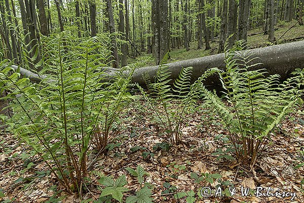 W buczynie, Bieszczady, Bieszczadzki Park Narodowy, paprocie