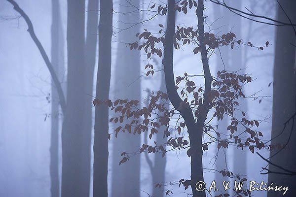 Buczyna we mgle