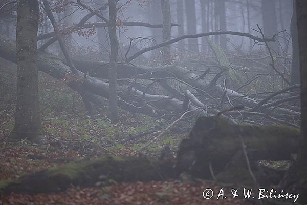 Jesień, buczyna we mgle, Bieszczady