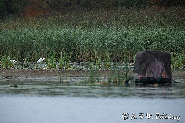 Czapla biała, Ardea alba, pływająca czatownia fotograficzna na pontonie