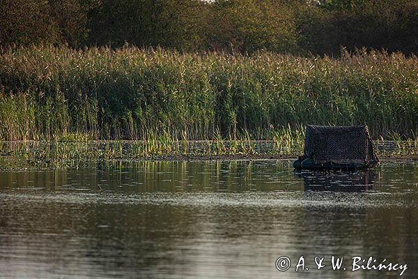 Pływająca czatownia fotograficzna na pontonie, Żuławy Wiślane