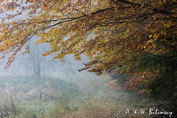 W jesiennym lesie, Bieszczady
