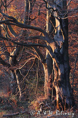 Buk zwyczajny, Fagus sylvatica