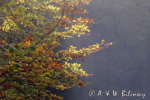 promienie słońca w buczynie karpackiej, Bieszczdy