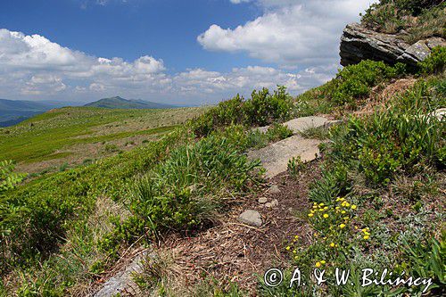 Bukowe Berdo, Bieszczady