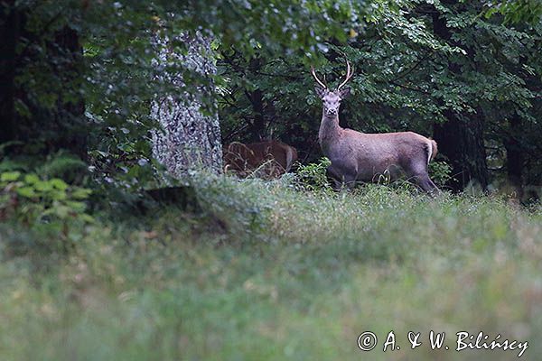 jeleń szlachetny, europejski, Cervus elaphus elaphus jeleń karpacki, byk, rykowisko, projektowany Turnicki Park Narodowy