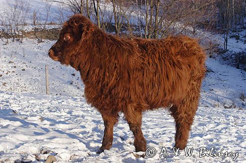 Bydło rasy Scottish Highland szkockie bydło górskie) , młoda cieliczka
