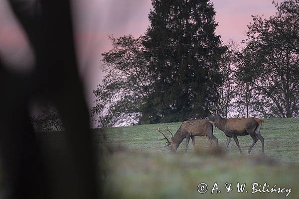 jeleń szlachetny, europejski, Cervus elaphus elaphus
jeleń karpacki, byki